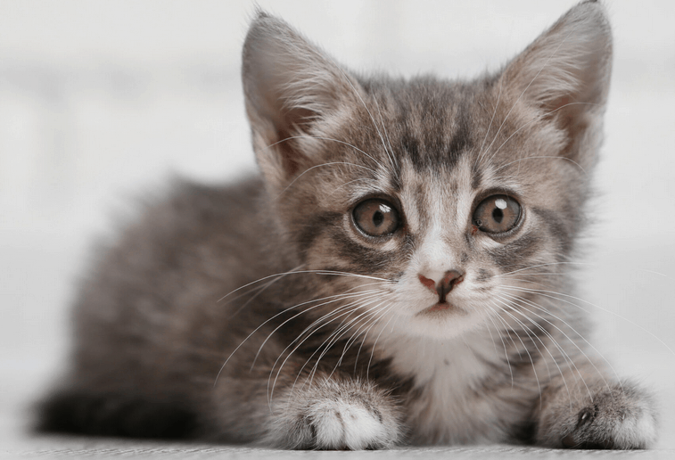 Kitten featured on website